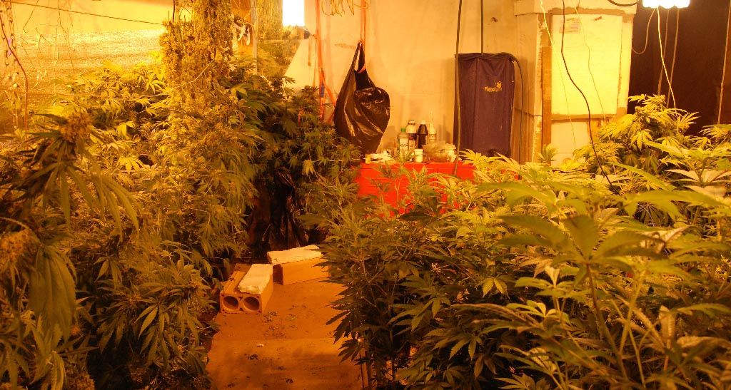 Otkrivene dve laboratorije za proizvodnju marihuane u Bogatiću