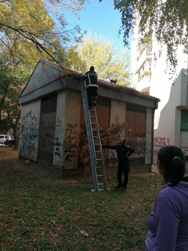 Ватрогасци  спасили живот мачету