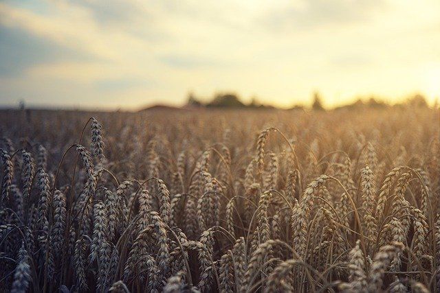 Kako prihraniti pšenicu
