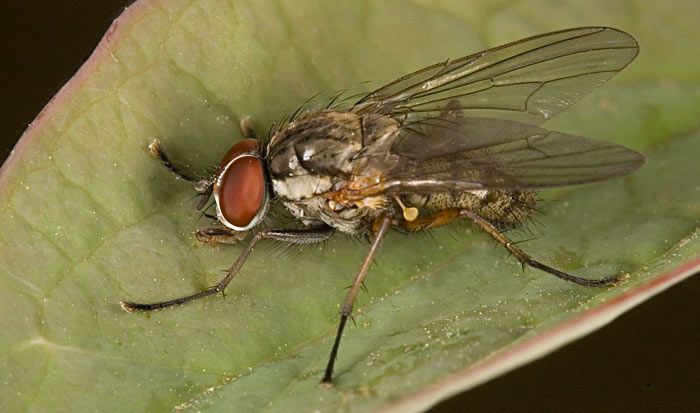 Lukova muva -Hylemia antiqua