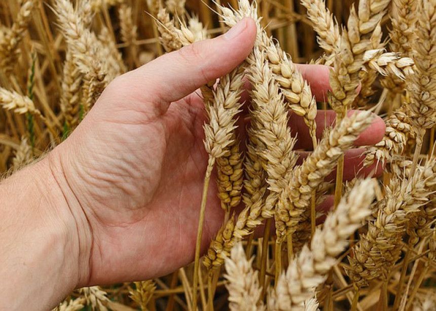 U Mačvi na pragu ovogodišnja žetva pšenice