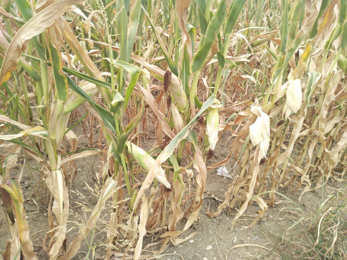 Сасушен кукуруз у Мачви