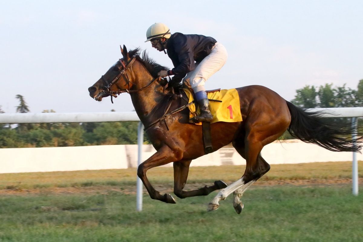 Zobnatica pobedila u Šapcu, foto: Glas Podrinja