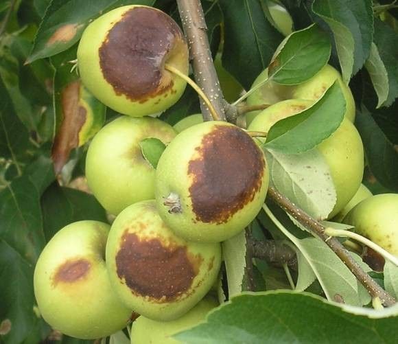 Negativan uticaj tropskih temperatura na voće