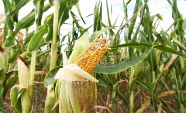 Poljoprivrednici Srbije: Počela berba kukuruza, prinosi katastrofalni
