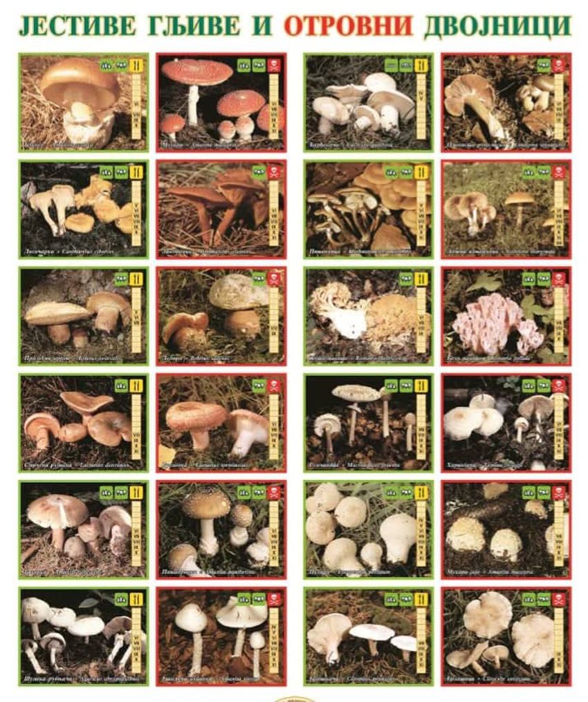 Ne bi trebalo odustati od konzumiranja gljiva,  ali je edukacija neophodna, Foto: Gljivarsko društvo Valjevo