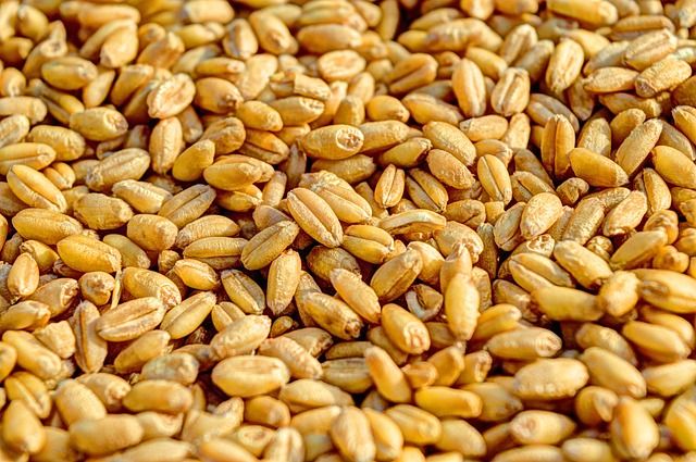Шта подразумева оптимално време сетве пшенице