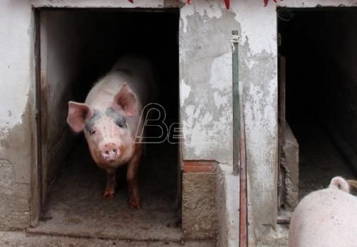 Узгајивачи свиња: Расте откупна цена товљеника, поскупеће месо у продавницама
