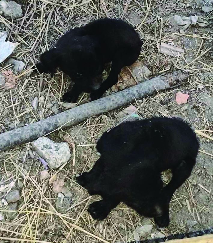 Штенци у јами за угинуле свиње