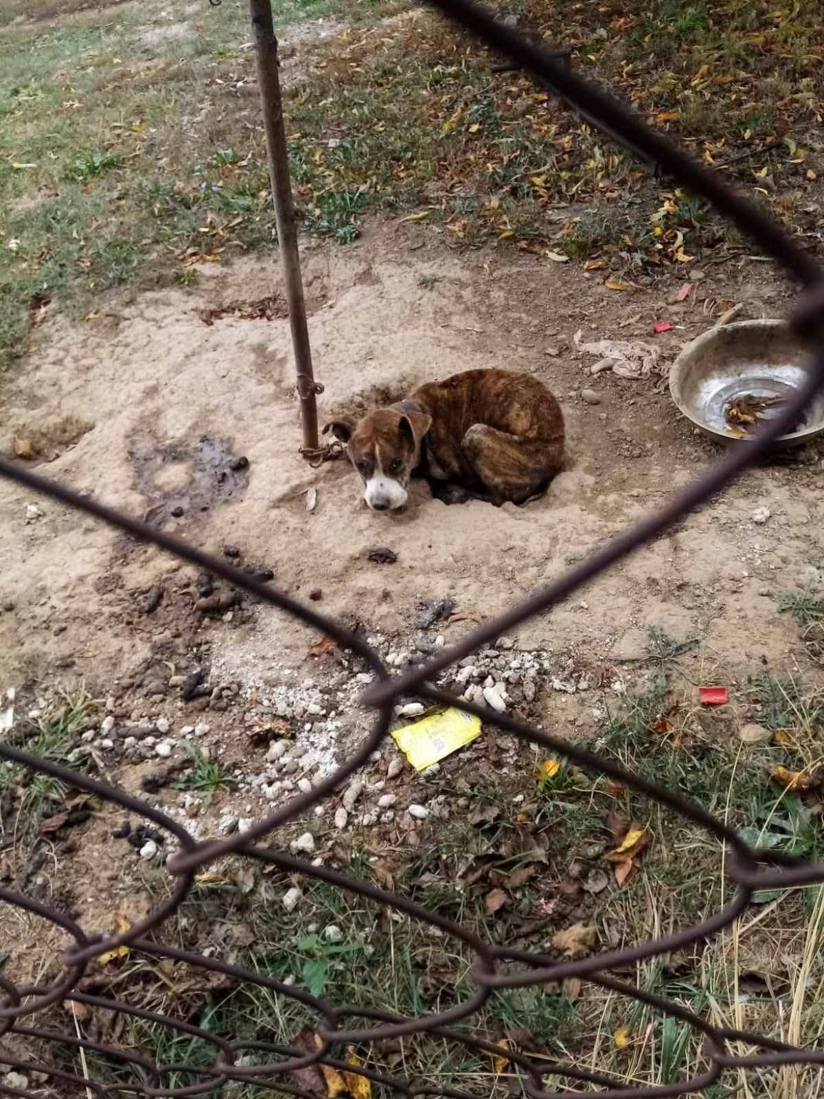 Foto: Volonteri udruženja za zaštitu pasa „Pravo na život“