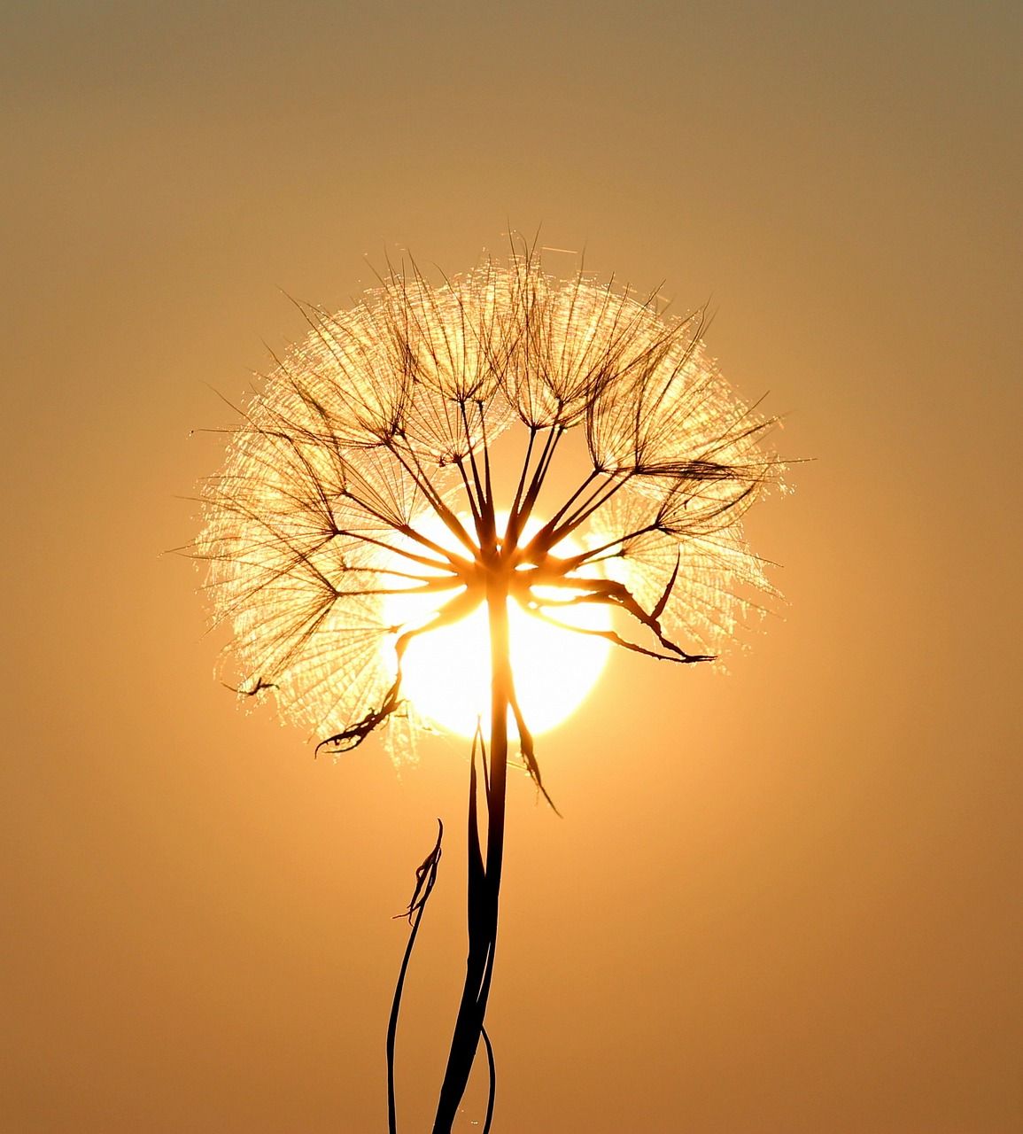 Фото: pixabay