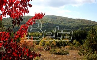 Beta