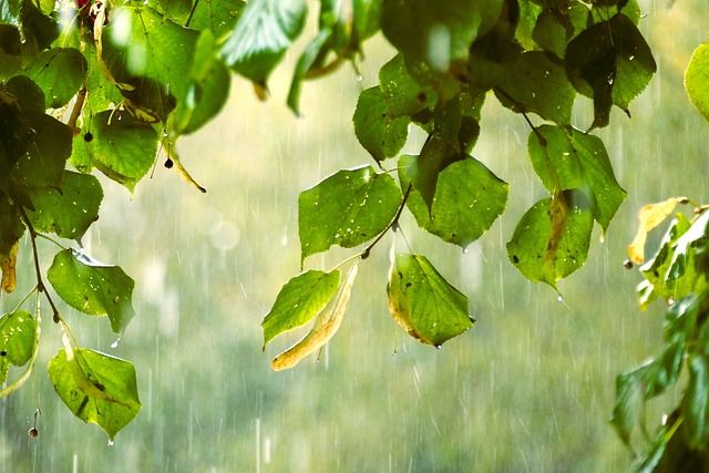 Image by Michaela ???? from Pixabay