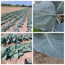 Актуелна је заштита од штеточина у усевима купуса за јесењу производњу!