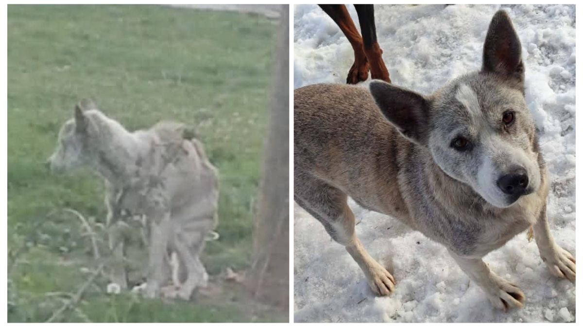 Потпуни опоравак након спасења из пакла