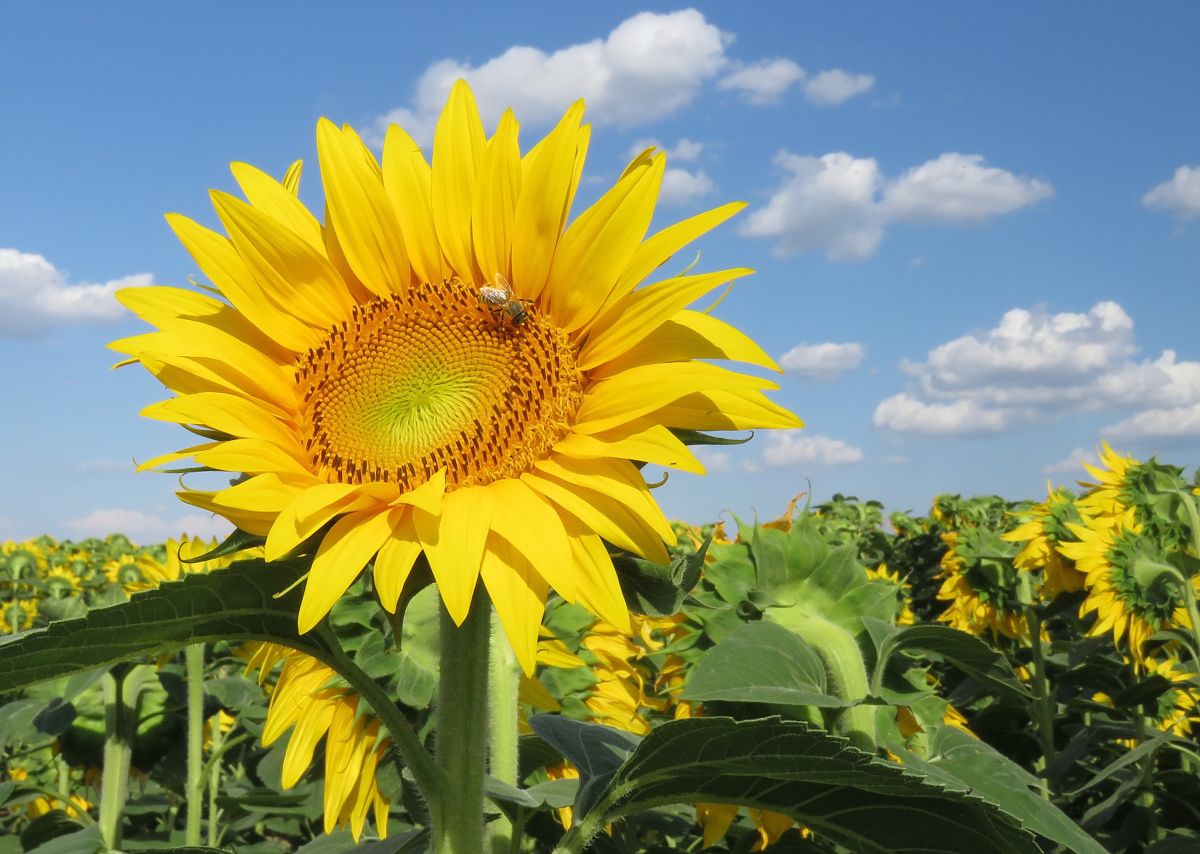 Глас Подриња