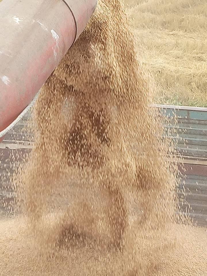 Пшеница нагло сазрева