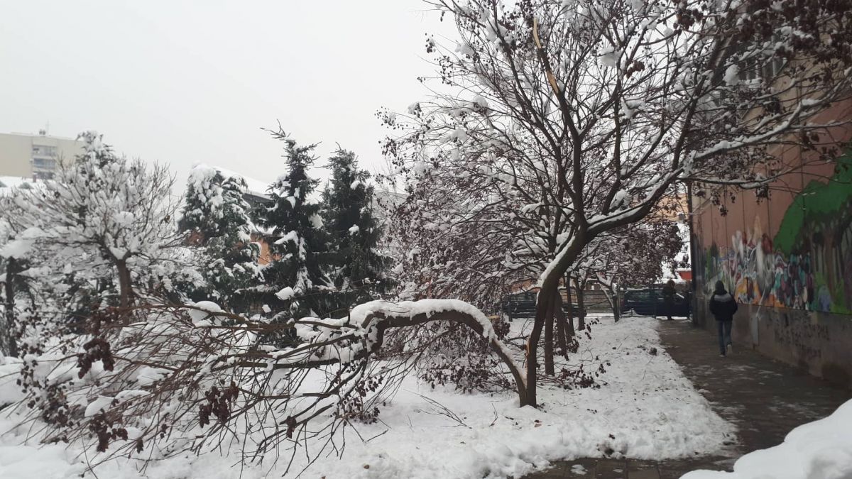 Stabla pucaju pod teretom snega