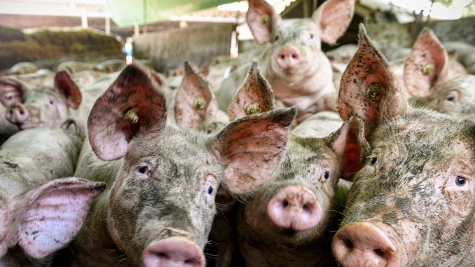Обележавање меса и национална стратегија развоја свињарства