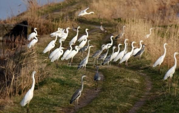 Zelena Srbija: Pesticid furadan uništava zaštićene vrste ptica