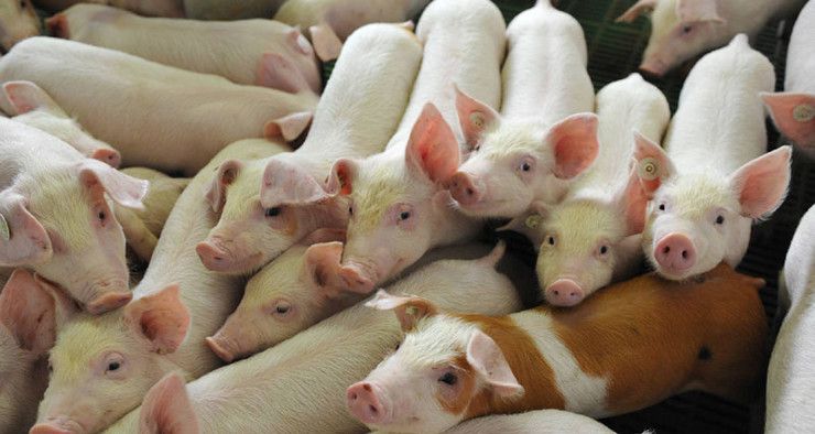 Научни институт упозорава да сузбијање афричке куге свиња отежава непромишљеност