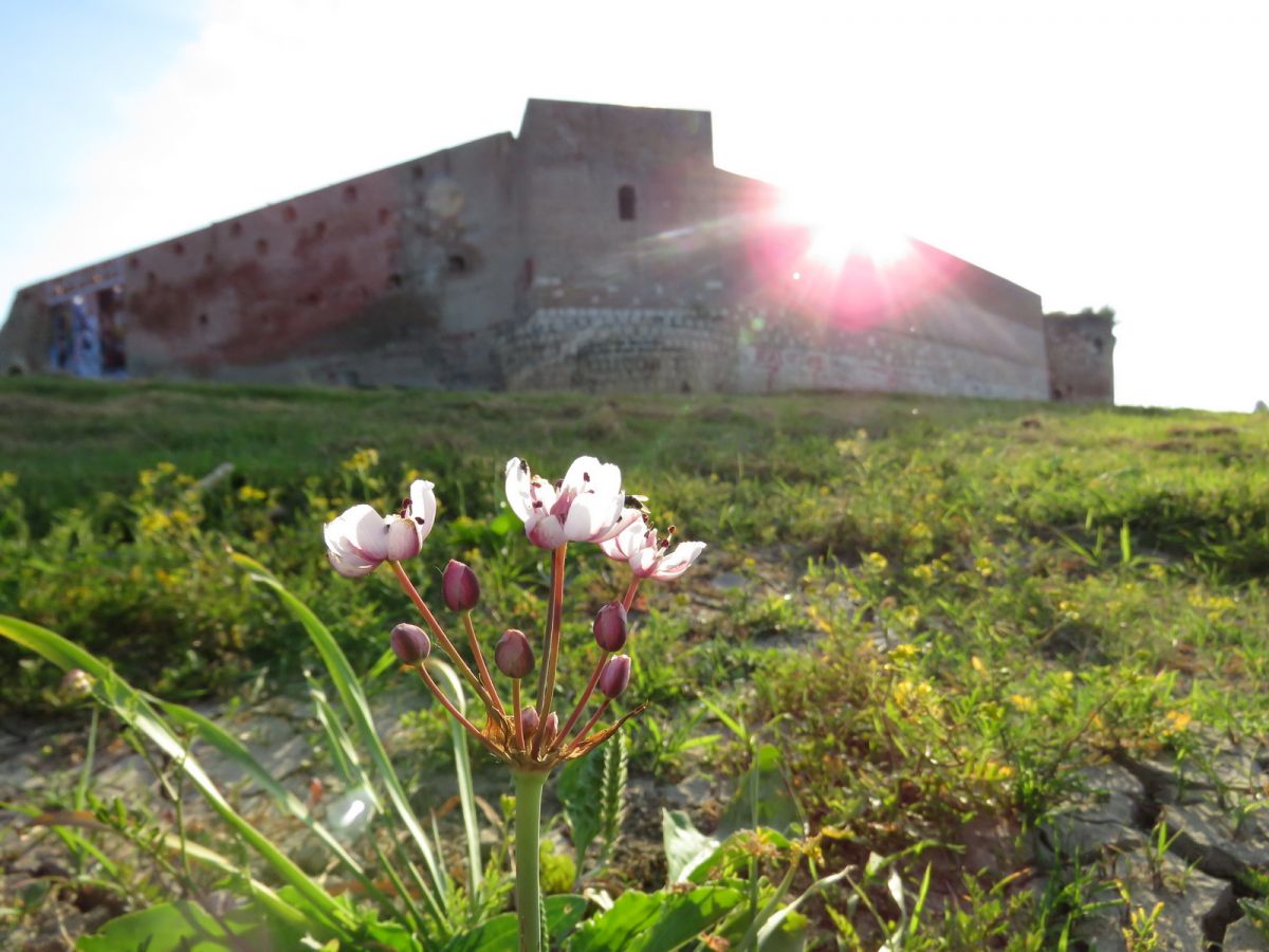 Foto: Glas Podrinja / Šabačka tvrđava (Stari grad)