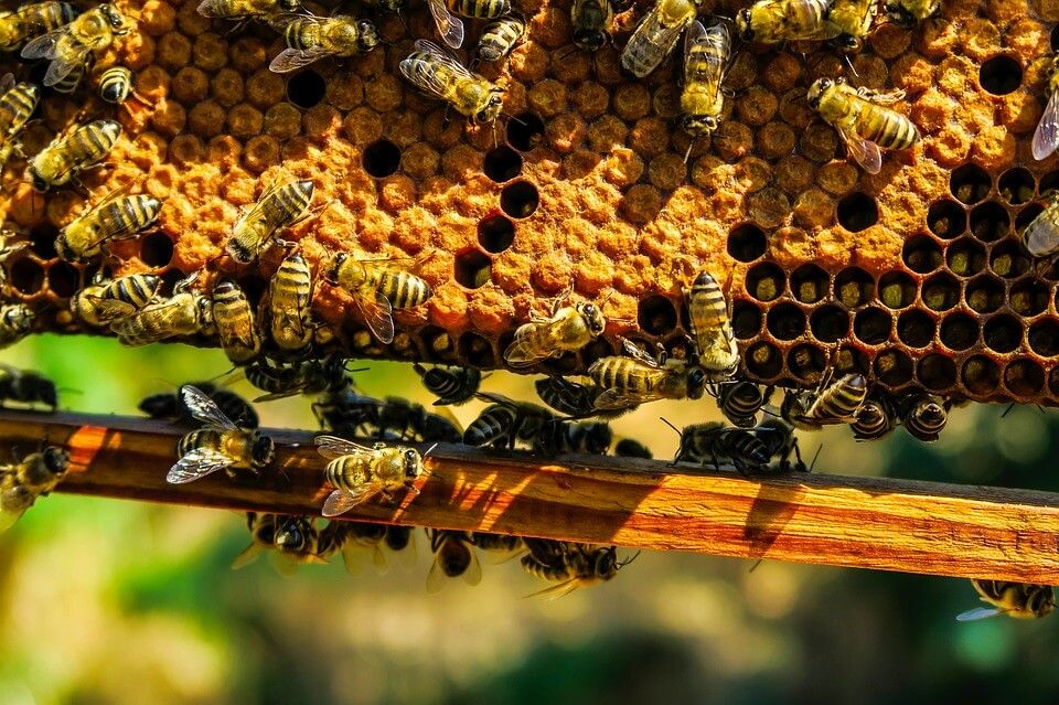 Повећање субвенција за пчеларе - По кошници 800 динара