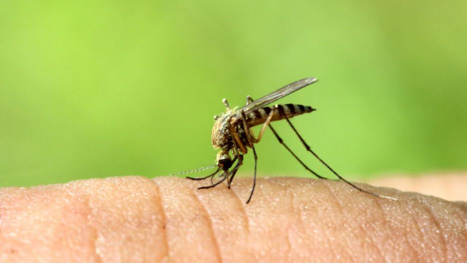 Zaprašivanje komaraca u sredu