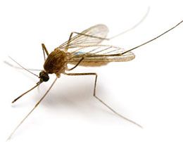 Комарци заражени вирусом Западног Нила у 8 градова