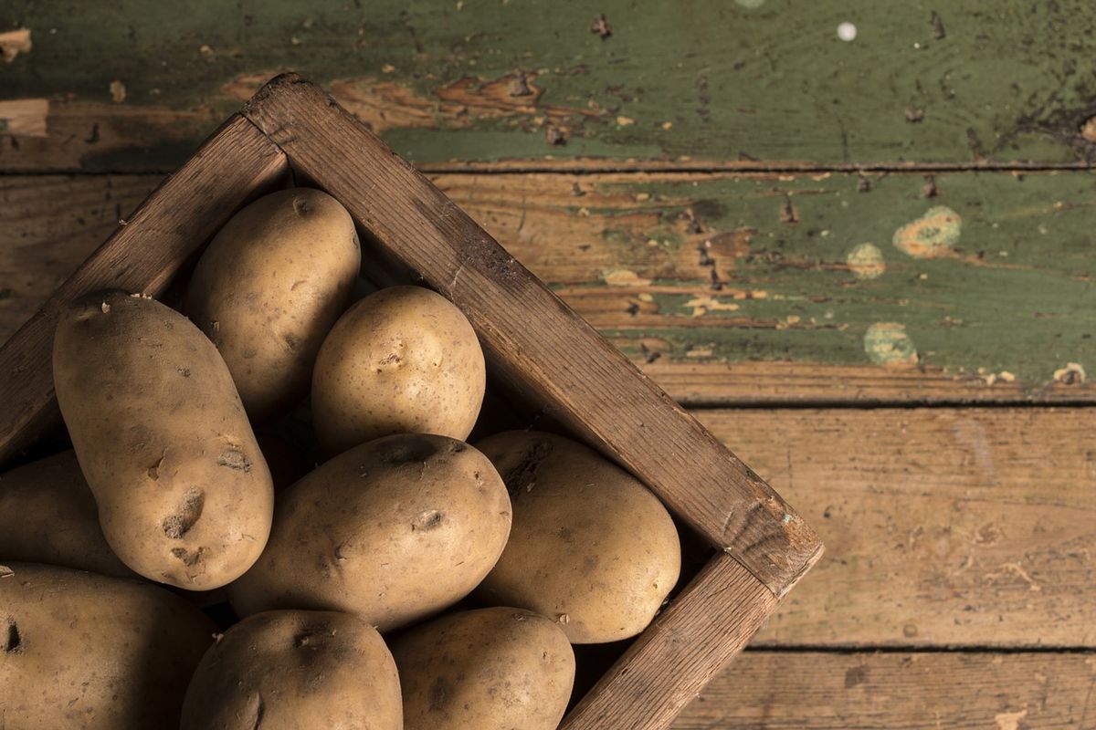 Važne karakteristike nekih sorti krompira