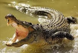 Крокодил у тоалету