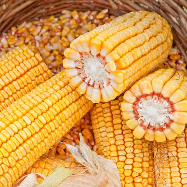 Cenu kukuruza podigli  finansijski fondovi