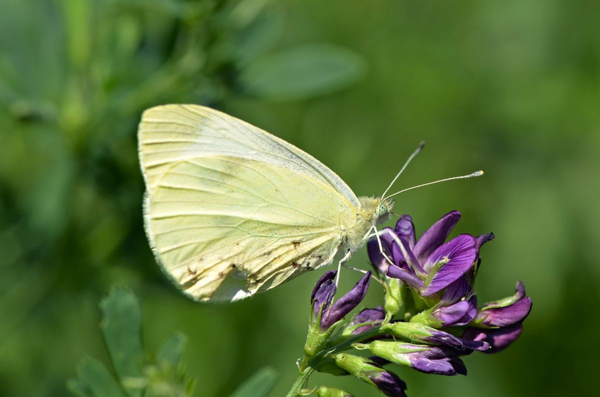 Ekonomski najznačajnija štetočina gajenih kupusnjača