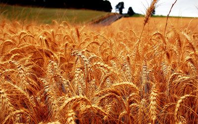 Извоз пшенице из Србије у Египат