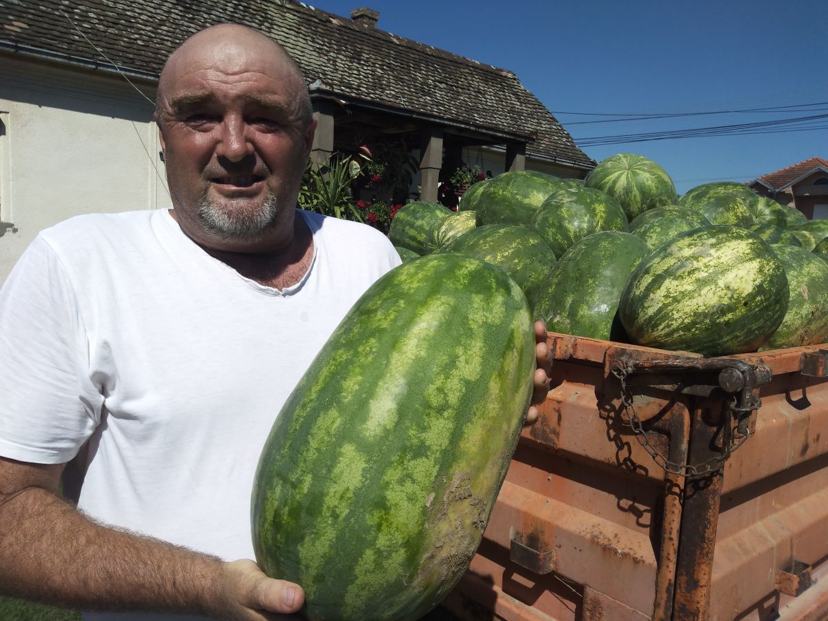 Слатке фантазије Манојловића