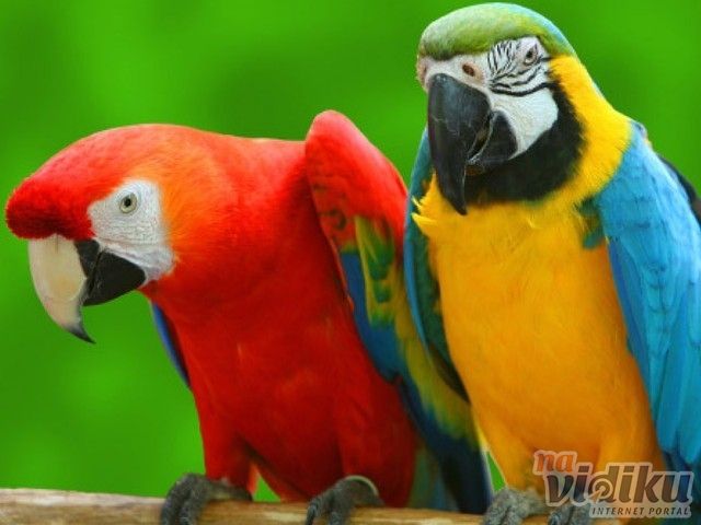 Švercovao papagaje