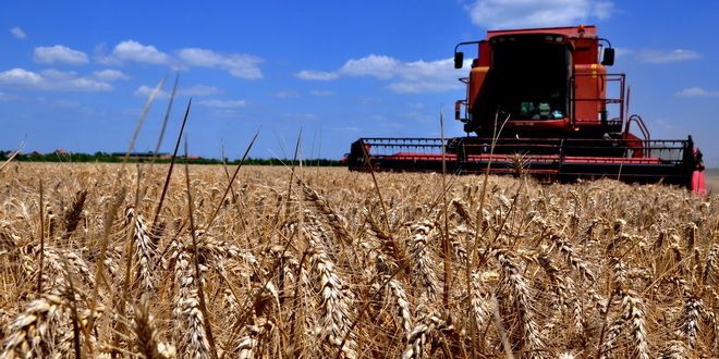 Удружење жита Србије:Кише смањиле квалитет пшенице и рода за око 100.000 тона