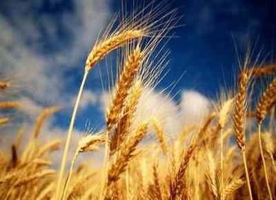 Prvi izdanci pšenice na njivama na teritoriji Prokuplja više nisu ugroženi od jutarnjeg mraza