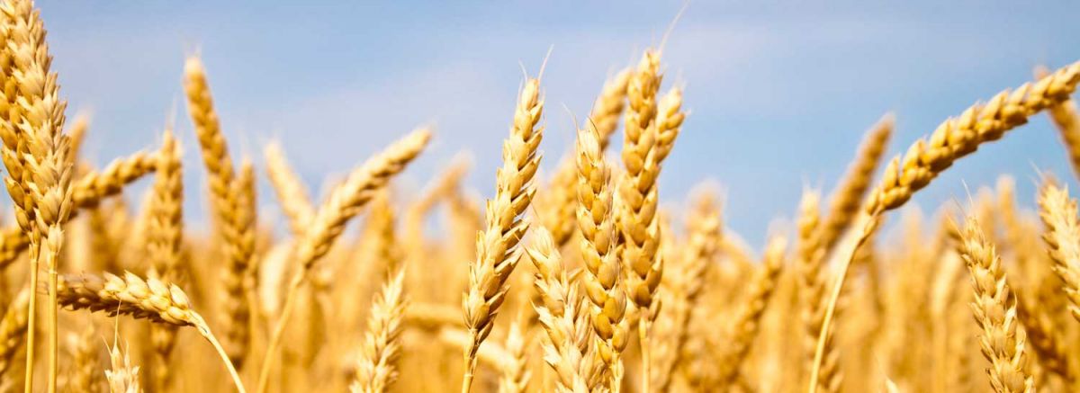 Na Produktnoj berzi prodato 17.000 tona pšenice za Republičke robne rezerve