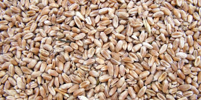 Недимовић: Договорен почетак извоза пшенице у Египат