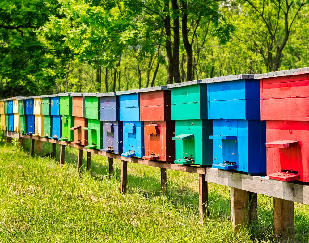 Subvencije pčelarima: 720 dinara po košnici
