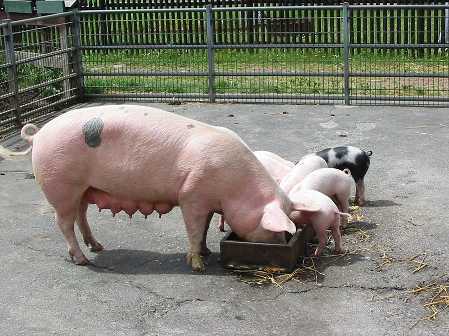 Ministarstvo poljoprivrede razmatra postepeno ukidanje vakcinacije protiv klasične kuge svinja