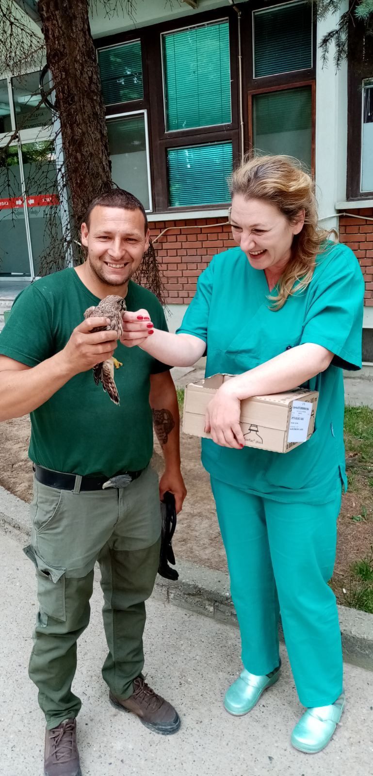 foto: harris hawk FB