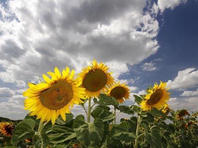 Danas toplo i sunčano, popodne pljuskovi