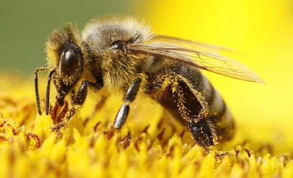 Deklaracija protiv trovanja pčela