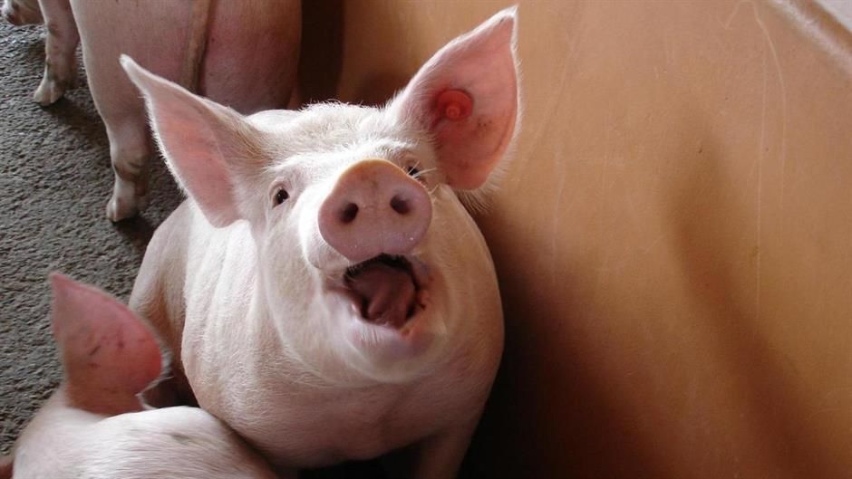 У Румунији због афричке куге убијено више од 49.000 свиња