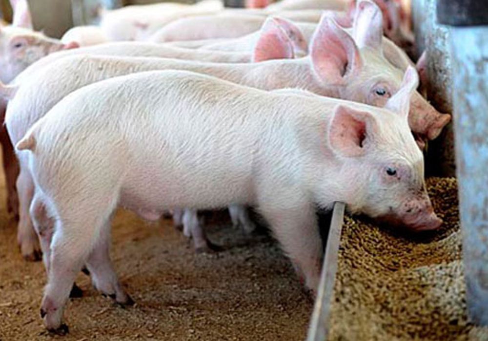 Србија забранила увоз хране животињског порекла из Мађарске због појаве афричке куге свиња