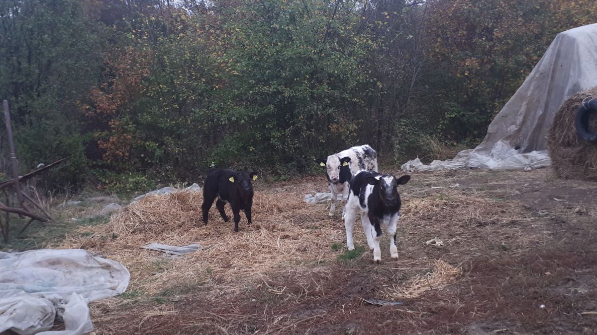 Bodibilder telad na farmi u Vranjskoj