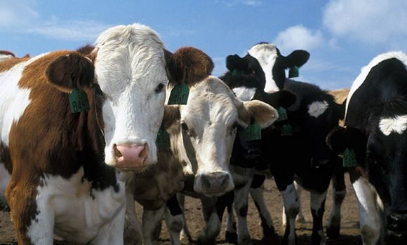 Veće subvencije u tovnom govedarstvu i svinjarstvu