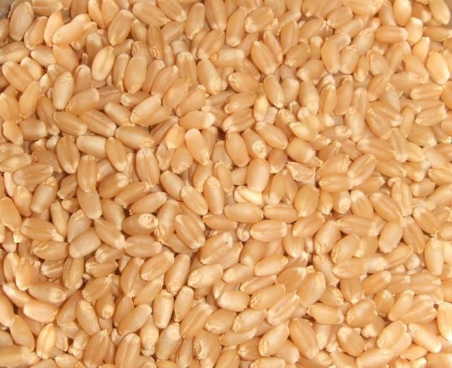Pšenica 16,50 dinara za kilogram